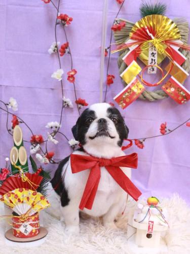 20230127大福くん